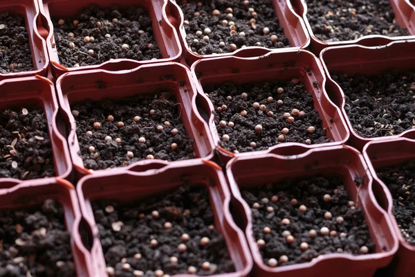 Newly planted seeds cilantro, fennel and parsley in planting pots