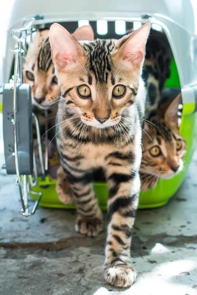 Bengal cat stepping out from pet carrier