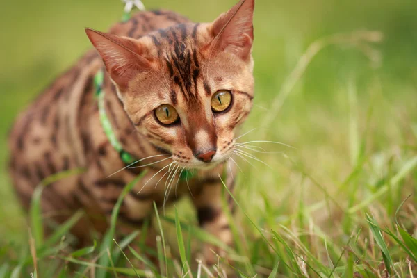 A single bengal cat in natural surroundings