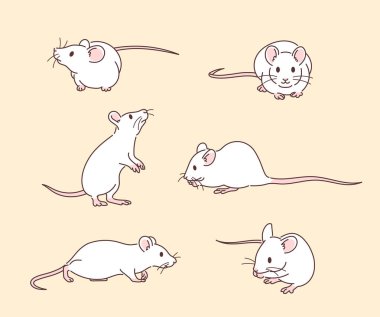 White rat character in various poses. hand drawn style vector design illustrations.