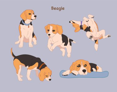 Various poses of a cute beagle. hand drawn style vector design illustrations.
