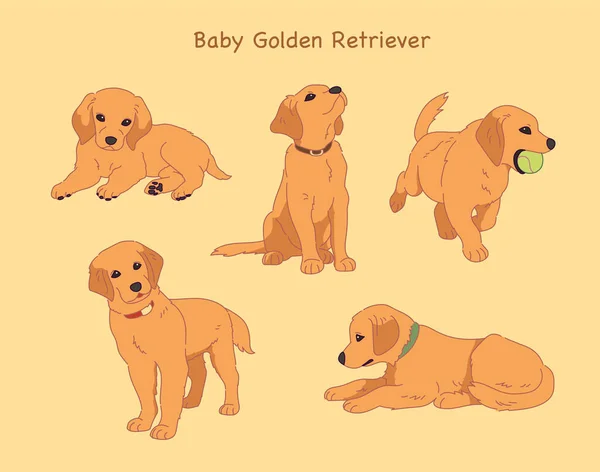 Various Poses Cute Golden Retriever Puppies Hand Drawn Style Vector — 图库矢量图片