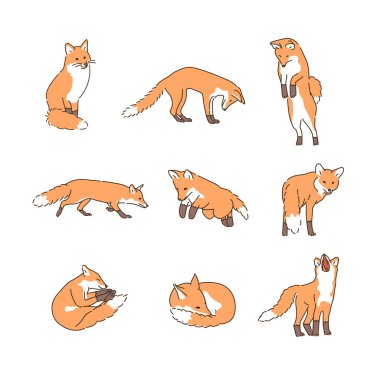 Various poses of the fox. hand drawn style vector design illustrations. 