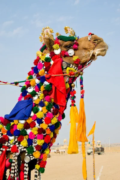 Concurso de camellos —  Fotos de Stock
