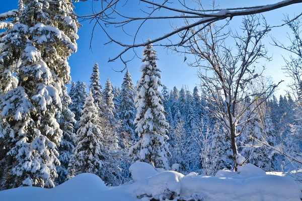 Norra Ryssland — Stockfoto