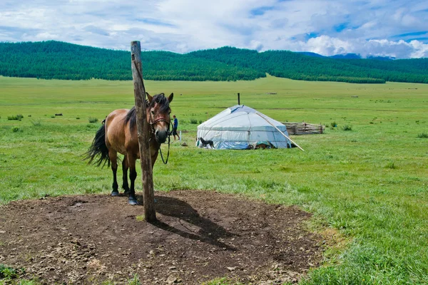 Moğolistan'da at Telifsiz Stok Fotoğraflar