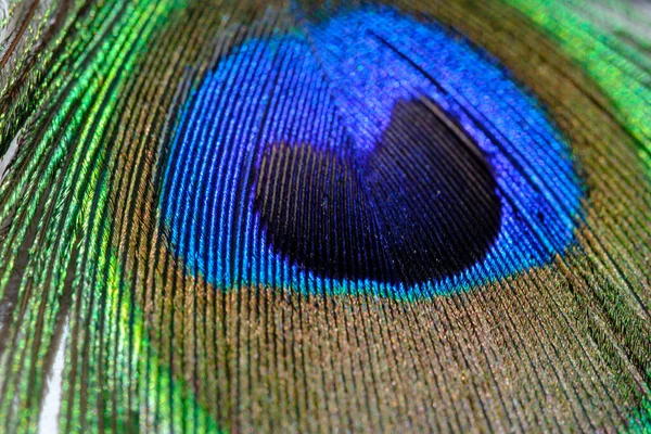 Erkek tavus kuşu renk tüyü üzerinde altın, mavi ve yeşil benekli yakın çekim makrosu