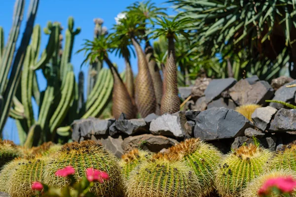 Nombreux Cactus Ronds Pleins Épines Dans Jardin Désert — Photo