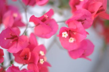 Kırmızı yapraklı bir sürü sarı çiçek.