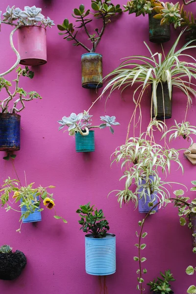 Birçok farklı bitki dikey dağılımda pembe bir vajina içinde asılı duran teneke ve kayalara dikildi..