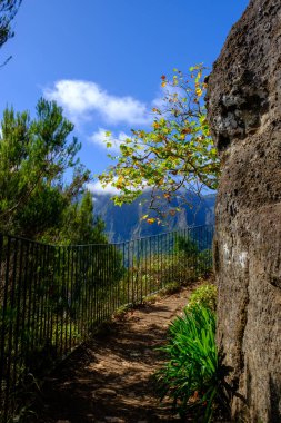 Ağaçların ve bitkilerin olduğu kayalık dağlarda yürüyen bir toprak..