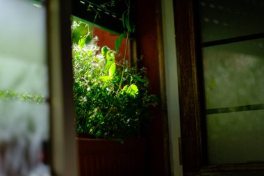 Pencerede yeşil bir saksı var, at gözlükleri yarı yolda.