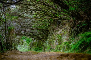 Ağaçların altında ve eğreltiotu olan ağaçların arasında yürüyüş yaparken alçak manzara.