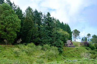 Tipik Madeira adası evi. Vahşi ormandan gelen dev ağaçların ortasında üçgen şeklinde.