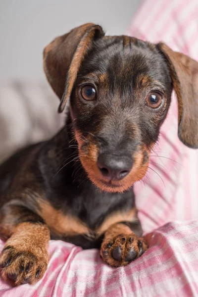 Güzel Mini Dachshund evcil köpeği kameraya bakıyor.
