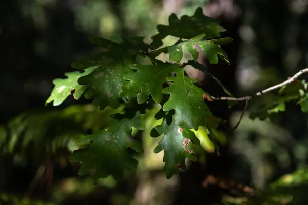 Oak Tree Leaves Catching Small Sun Light Rays Shadows While — Stock Photo, Image