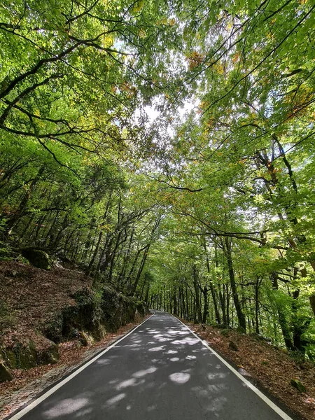 Empty Road Middle Woods Begginig Fall Leaves Just Start Turn — Stock Photo, Image