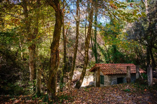 Ormanın ortasında ağaçlarla çevrili yeşil pencereli eski taş bir ev.