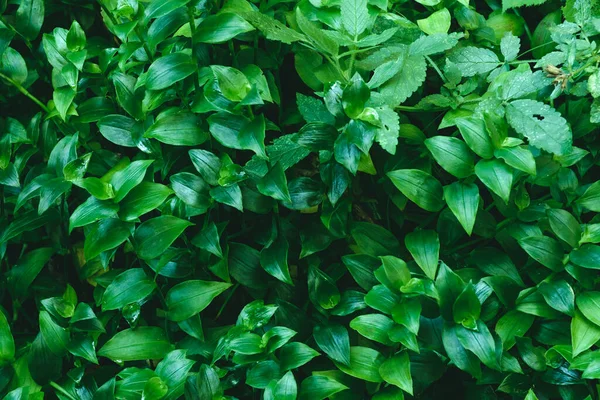 Patrón Hoja Verde Llenando Marco —  Fotos de Stock