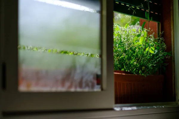 Groene Plant Een Pot Het Raam Met Oogkleppen Half Naar — Stockfoto