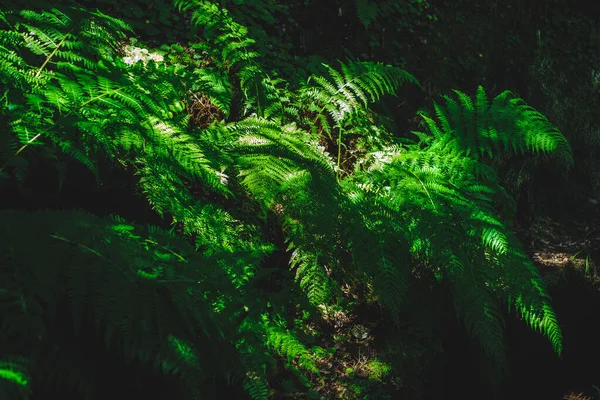 Gedeeltelijk Verlichte Varen Groeiend Een Tropisch Bos Donkere Schaduwen Maar — Stockfoto