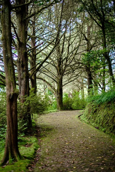 Piedra Trek Camino Bosque Con Árboles Lado Durante Invierno Con — Foto de Stock