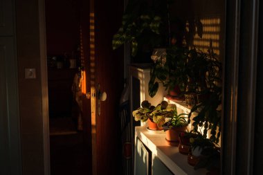 Gün batımında terk edilmiş bir ev. Güneş ışınları dolaptaki ışık çiçeklerine körler aracılığıyla giriyor.