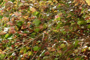 Ağacın yaprakları yeşilden kırmızıya dönüyor ekim ayında düşüşün başlangıcında