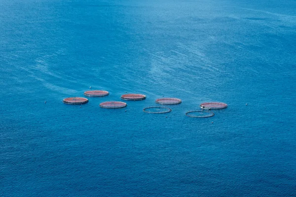 Okyanusta balık yetiştirmek için çiftlikte bulunan dört halka açık okyanus suları olarak yetişir.