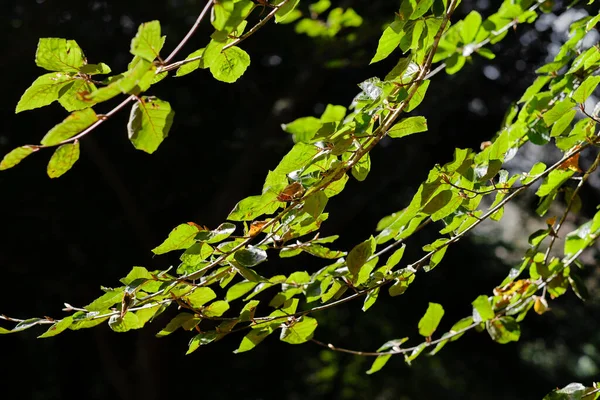 Green Leaves Small Branch Beeing Litted Sun Rays Dark Forest — Stock Photo, Image
