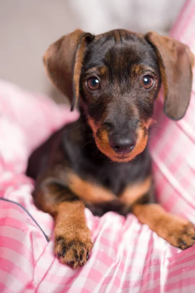 Beautiful Mini Dachshund Pet Dog Looking Camera — Stock Photo, Image