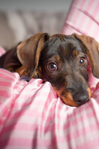 Güzel Mini Dachshund evcil köpeği kameraya bakıyor.