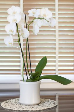 White orchid flower in a pot in front of a window with wooden bl clipart