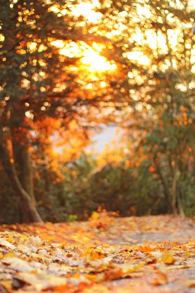 Sonbahar mevsimlik görünümü bir yolunu tam kahverengi yapraklar