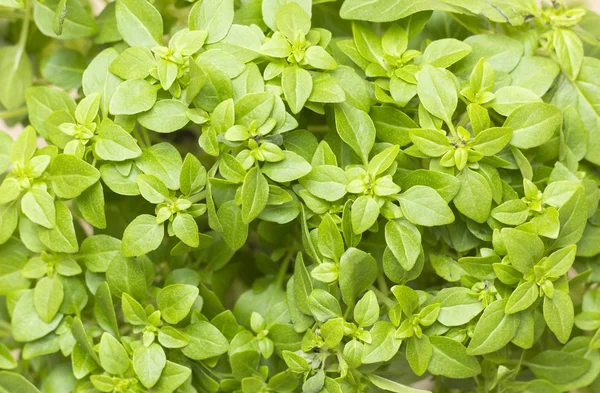 Tatlı taze Yunan fesleğen dalında