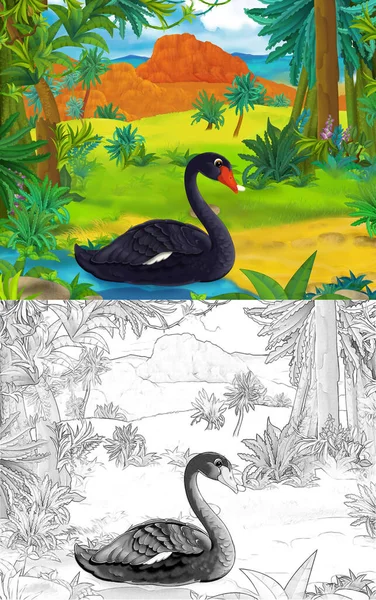 Cartoon Scene Sketch Black Swan Bird Continent Map Illustration Children — Stock Photo, Image