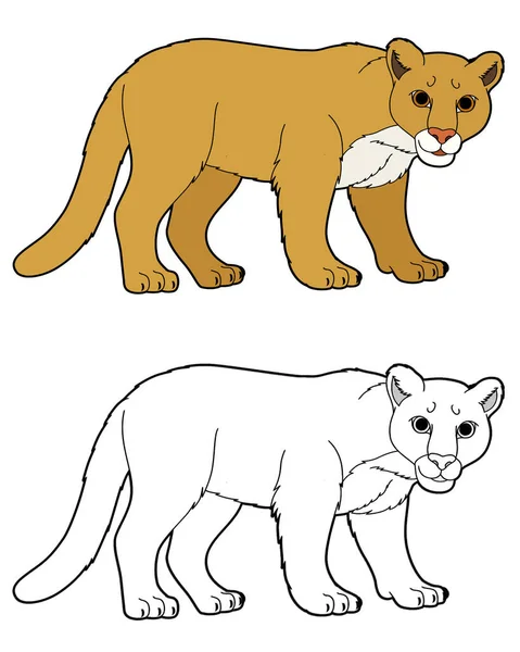 卡通画 背景为白色的快乐美洲狮野猫 儿童图解 — 图库照片