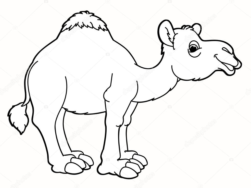 stock photo camel coloring page