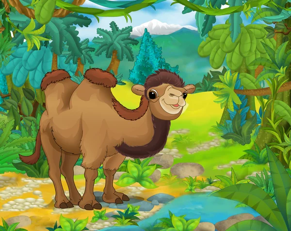 Cartoon animal - camel — Stock Photo, Image