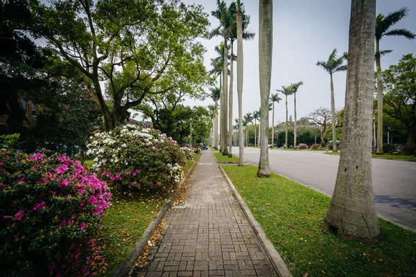 Çalılar ve palmiye ağaçları Ulusal Tayvan Univers adlı bir geçit boyunca — Stok fotoğraf