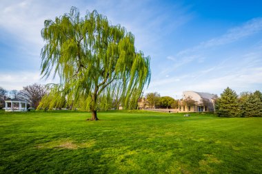 Weeping willow tree at Baker Park, in Frederick, Maryland. clipart