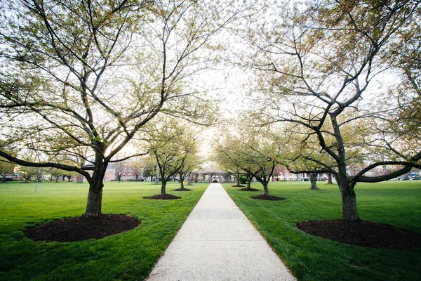 Trees along a walkway at Hood College, in Frederick, Maryland. — Stock Photo, Image