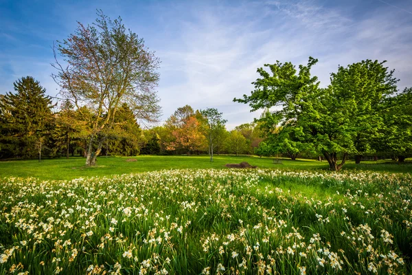 Flores e árvores em Cylburn Arboretum, em Baltimore, Maryland . — Fotografia de Stock