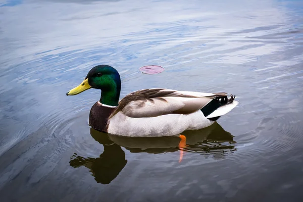 Mallard duck in the lake, at Patterson Park, Baltimore, Maryland — Stock Photo, Image