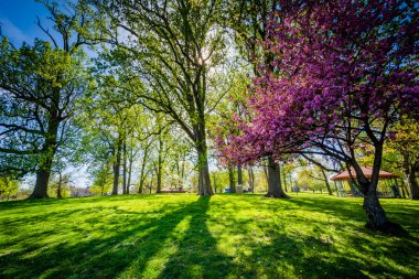 Baltimore'daki Druid Hill Park'ta ağaçların arasından parlayan güneş, 