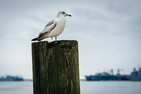 Seagull on a pier piling in Fells Point, Baltimore, Maryland. — Stock Photo, Image
