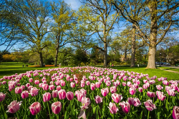 Tulpaner på Sherwood Gardens Park, i Baltimore, Maryland. — Stockfoto