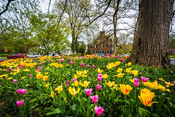 Tulips at Sherwood Gardens Park, in Baltimore, Maryland. — Stockfoto