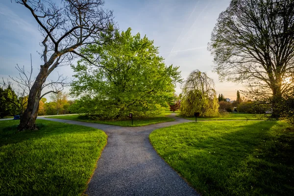 Chodnik i drzew o zachodzie słońca, o Cylburn Arboretum, w Baltimore, — Zdjęcie stockowe