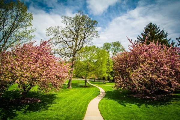 Walkway and spring color at Johns Hopkins at Mount Washington, i — Stock Photo, Image